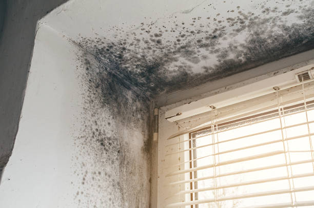 Mold Removal service in Takoma Park